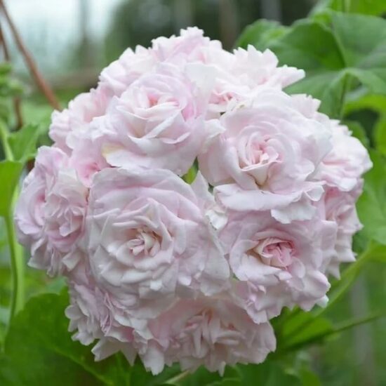Pildīto rožu ziedu pelargonija PRINS NICOLAI-2 gb